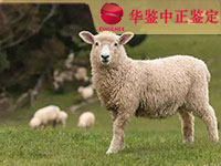 山东羊做动物亲子鉴定